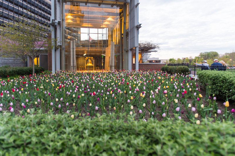 20150426_195736 D4S.jpg - Tulips in front of Liberty Bell